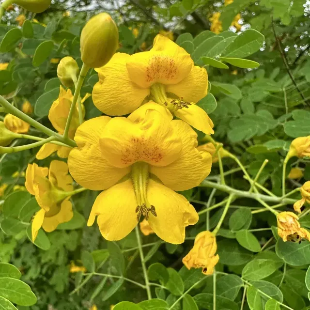 thumbnail for publication: Erythrostemon mexicanus: Mexican Bird of Paradise, Mexican Caesalpinia